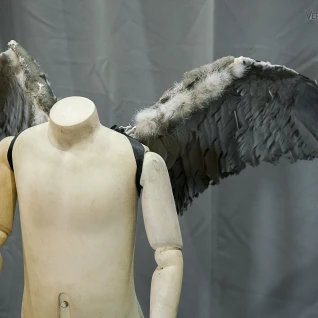 Крылья Аиста