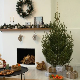 Живая ёлка в аренду на Новый Год + поддон для кашпо