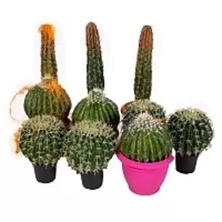 Кактусы микс