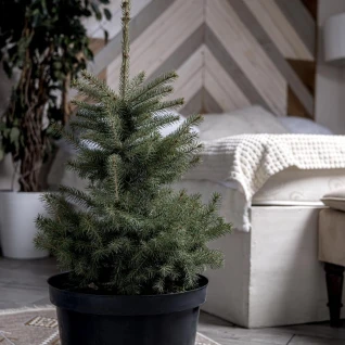 Живая голубая ель Глаука в горшке 0,60-0,80 м