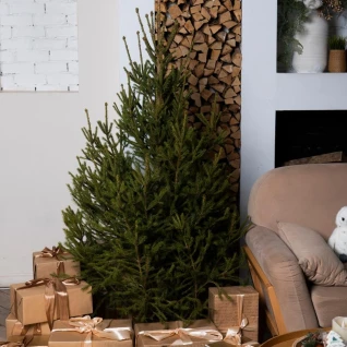 Русская ель в горшке 1,20-1,40 м