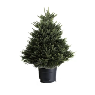 Пихта Нордмана (Кавказская) 1,25-1,50 м