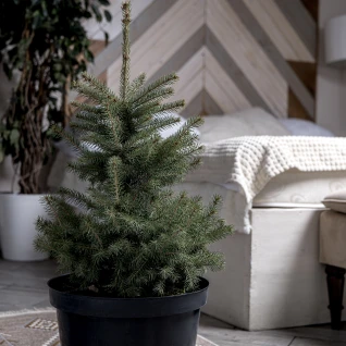 Ель голубая в горшке 100 - 125см