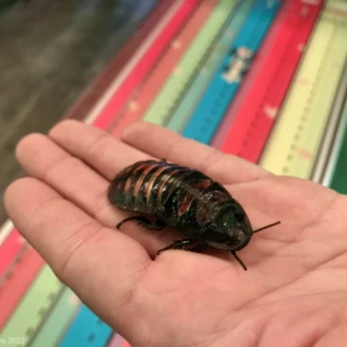 Тараканьи бега