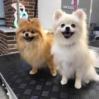 Chapa Groom профессиональный груминг