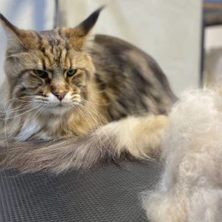 Pet Spa Peach груминг салон для животных