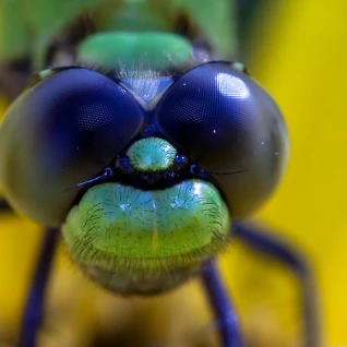 Объектив Canon EF 180mm f/3.5L Macro USM