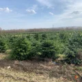 Возьмите Пихта Кавказская в горшке 1 м - 1,25 м напрокат (Фото 4) в Москве