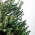 Возьмите Ель русская в горшке 175-200см напрокат (Фото 3) в Москве