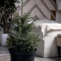 Возьмите Живая голубая ель Глаука в горшке 0,60-0,80 м напрокат (Фото 1) в Москве