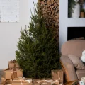 Возьмите Русская ель в горшке 1,60-1,80 м напрокат (Фото 1) в Москве