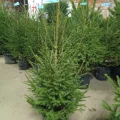 Возьмите Русская ель в горшке 1,20-1,40 м напрокат (Фото 4) в Москве