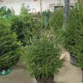 Возьмите Русская ель в горшке 1,60-1,80 м напрокат (Фото 4) в Москве