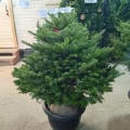 Возьмите Пихта Нордмана (Кавказская) 1,25-1,50 м напрокат (Фото 4) в Москве