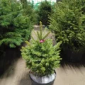 Возьмите Живая голубая ель Глаука в горшке 0,60-0,80 м напрокат (Фото 4) в Москве