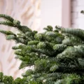 Возьмите Пихта Нордмана (Кавказская) 1,25-1,50 м напрокат (Фото 3) в Москве