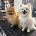 Возьмите Chapa Groom профессиональный груминг напрокат (Фото 1) в Москве