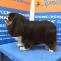 Возьмите АртемонОфф сеть груминг-салонов напрокат (Фото 2) в Москве