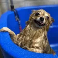 Возьмите Pet Spa Peach груминг салон для животных напрокат (Фото 3) в Москве