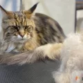 Возьмите Pet Spa Peach груминг салон для животных напрокат (Фото 1) в Москве