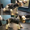 Возьмите Сеть груминг салонов PetSmile напрокат (Фото 1) в Москве
