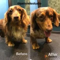 Возьмите Сеть груминг салонов PetSmile напрокат (Фото 2) в Москве