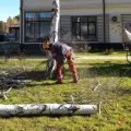 Возьмите Валим Дерево спил и обрезка деревьев напрокат (Фото 1) в Москве