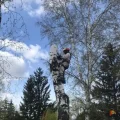 Возьмите Валим Дерево спил и обрезка деревьев напрокат (Фото 3) в Москве