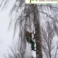 Возьмите Арбористик услуги по удалению деревьев  напрокат (Фото 1) в Москве