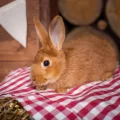 Возьмите Кролики напрокат (Фото 7) в Москве