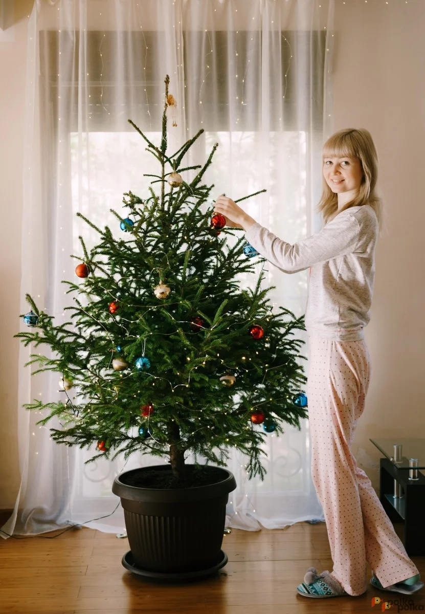Возьмите Живая ёлка в аренду на Новый Год напрокат напрокат (Фото 1) в Санкт-Петербурге