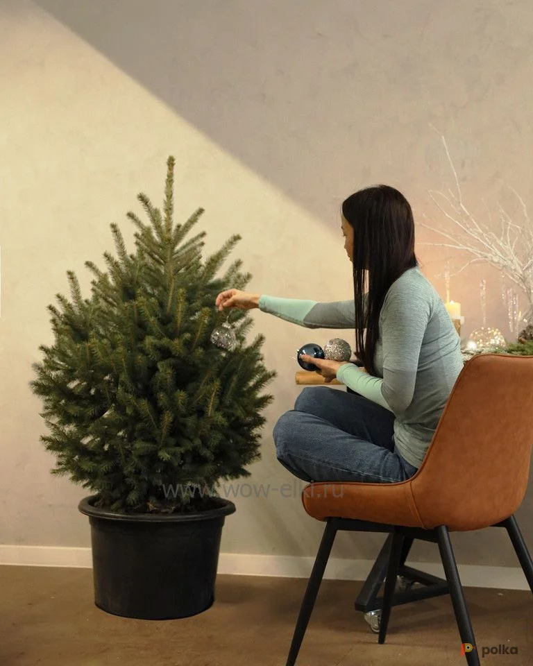 Возьмите Ель русская в горшке 175-200см напрокат (Фото 1) в Москве
