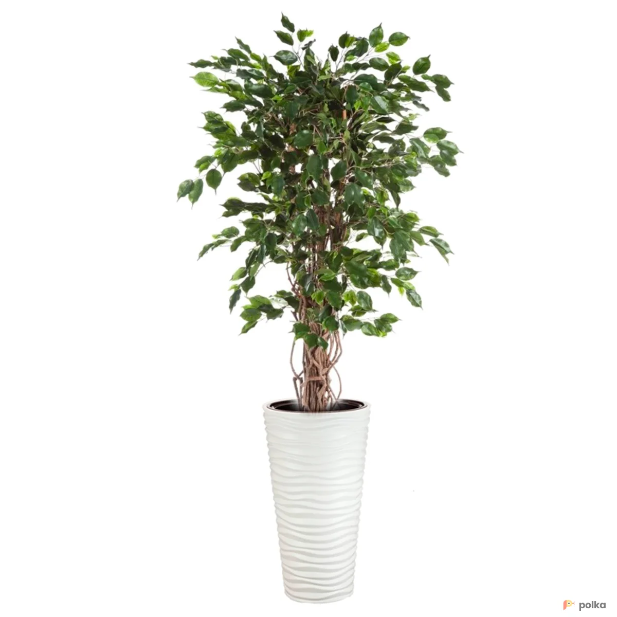 Возьмите Фикус в кашпо напрокат (Фото 1) В Казани