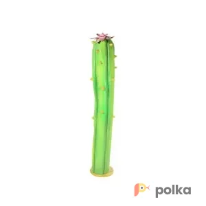 Возьмите Кактус 1 напрокат (Фото 1) В Краснодаре