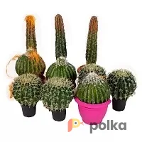 Возьмите Кактусы микс напрокат (Фото 1) В Краснодаре