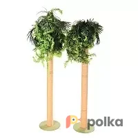 Возьмите Пальма напрокат (Фото 1) В Краснодаре