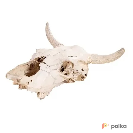 Возьмите Череп напрокат (Фото 1) В Краснодаре