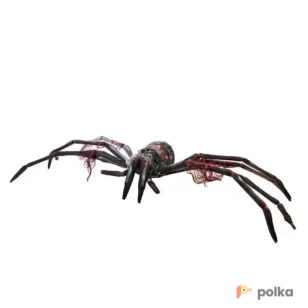 Возьмите Паук гигантский напрокат (Фото 1) В Краснодаре