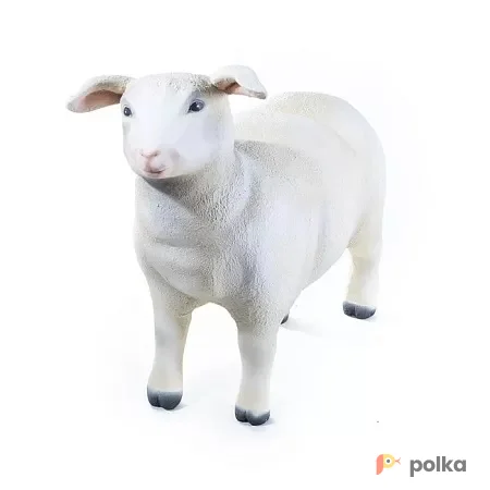 Возьмите Овечка напрокат (Фото 1) В Краснодаре