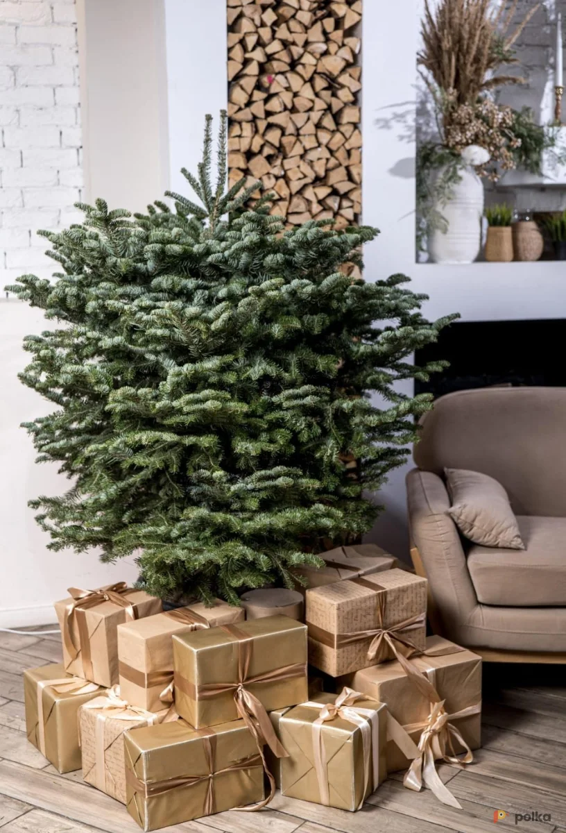 Возьмите Пихта Нордмана (Кавказская)  1,00-1.25 м напрокат (Фото 1) в Москве