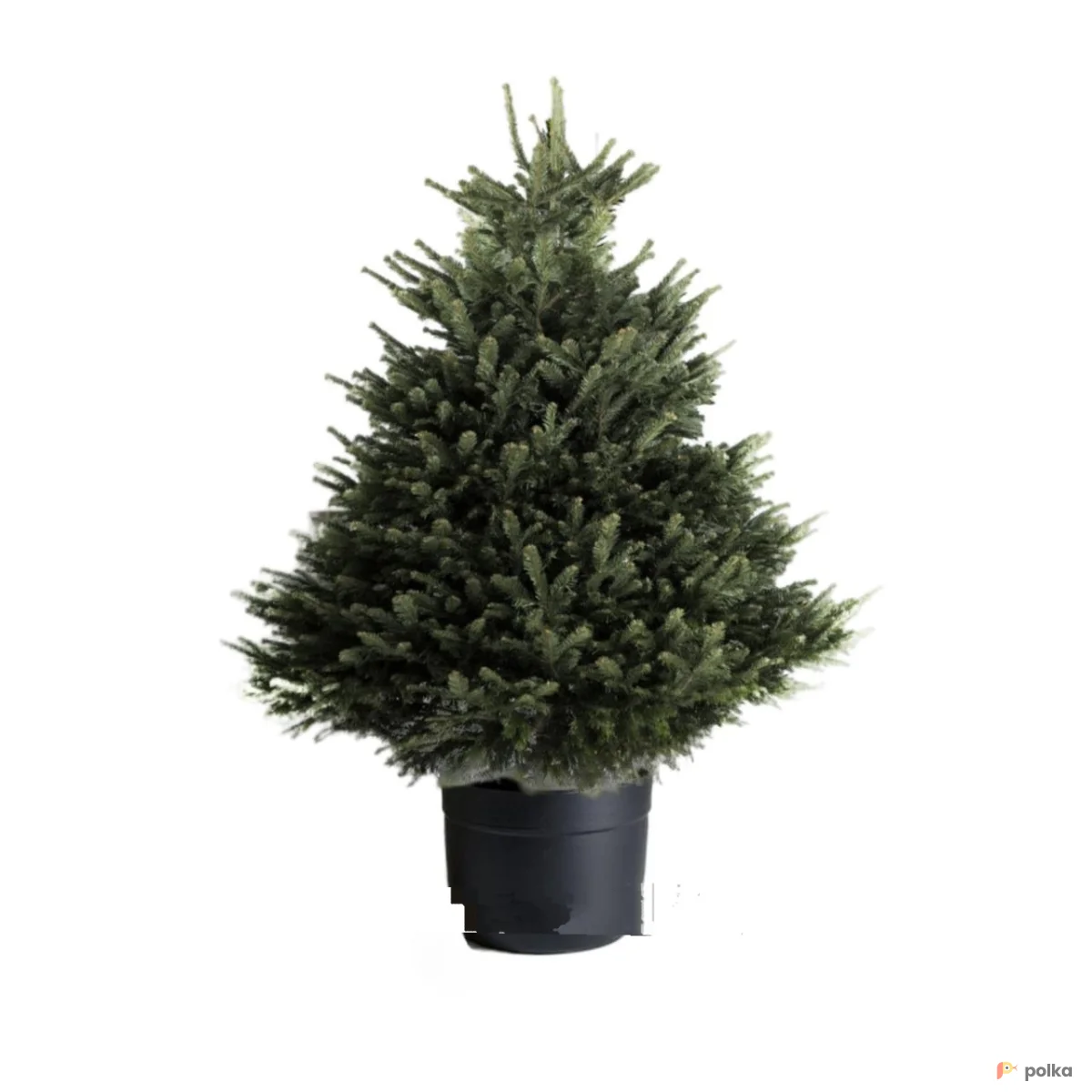 Возьмите Пихта Нордмана (Кавказская) 1,25-1,50 м напрокат (Фото 1) в Москве