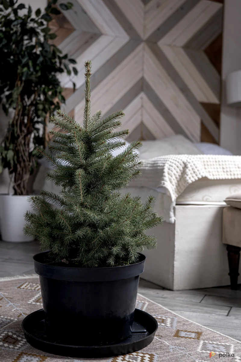 Возьмите Ель голубая в горшке 100 - 125см напрокат (Фото 1) в Москве