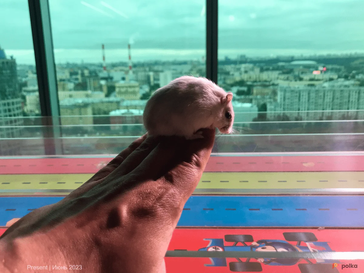 Возьмите Хомячьи бега на мероприятие напрокат (Фото 1) в Москве