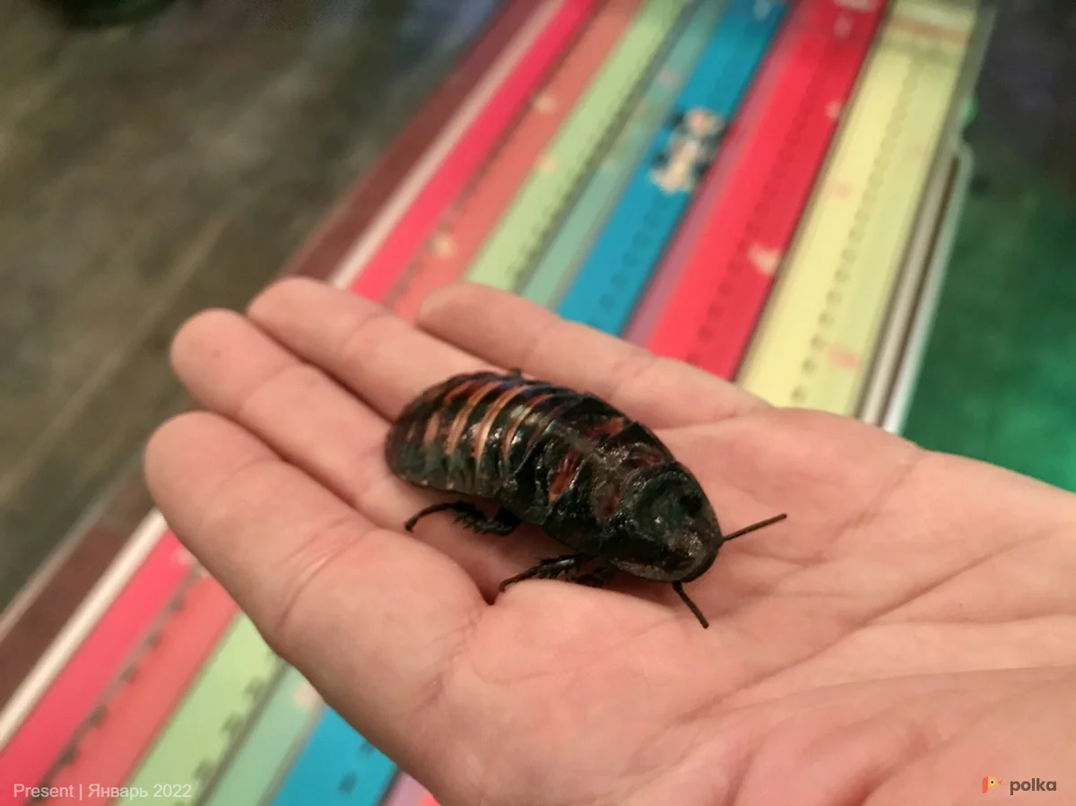 Возьмите Тараканьи бега напрокат (Фото 1) в Москве