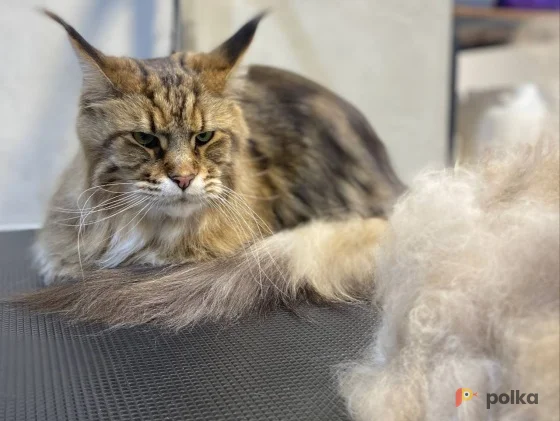 Возьмите Pet Spa Peach груминг салон для животных напрокат (Фото 1) в Москве