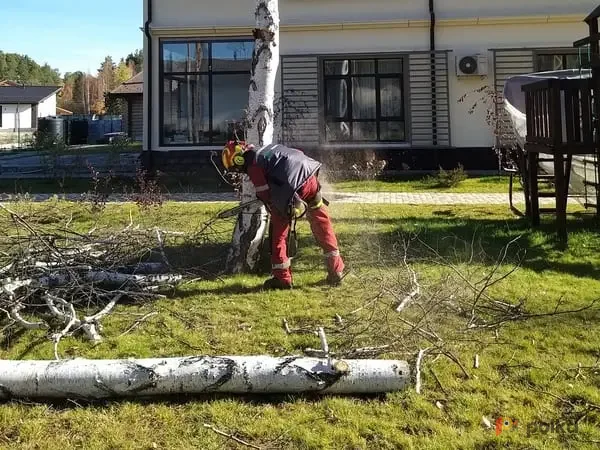 Возьмите Валим Дерево спил и обрезка деревьев напрокат (Фото 1) в Москве