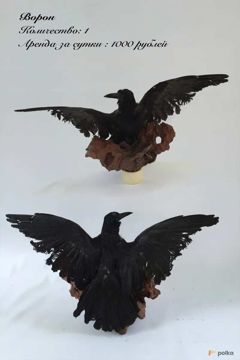 Возьмите Ворон (чучело) напрокат (Фото 1) в Москве