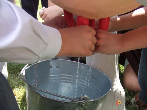 Возьмите Дойная корова напрокат (Фото 1) в Москве