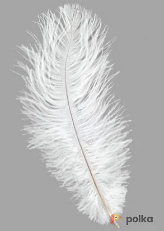 Возьмите перо страуса PAPAYA JAM Ostrich Feather White	 напрокат (Фото 1) в Москве
